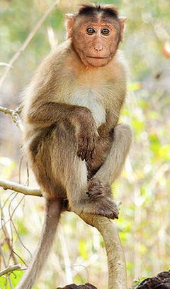 Bonnet Macaque Monkey (Macaca Radiata)

Photography by Shantanu Kuveskar