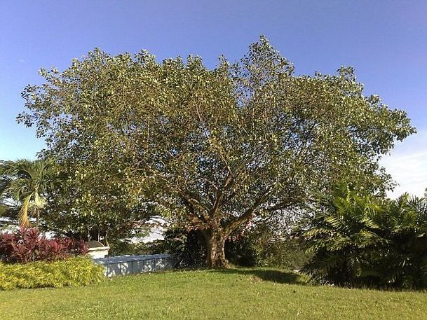 Photograph courtesy
Nanyang Technological University Buddhist Society
Singapore

This Bodhi tree outside Nanyang House, was a sapling
from its parent tree which was a branch from the very
Bodhi tree Lord Siddhārtha Gautama Shakyamuni of
India sat under, attained enlightenment, and became
known as the Buddha.