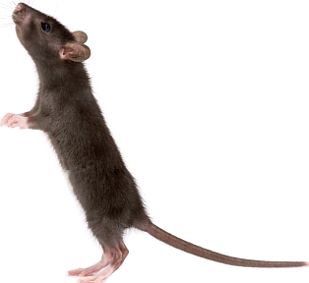 Photograph courtesy pet-care-portal.com