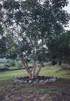 Ficus Religiosa, known throughout history as The
Bodhi Tree, under which Lord Siddhārtha Gautama
Shakyamuni of India aka the Buddha attained
enlightenment some twenty five hundred years ago.